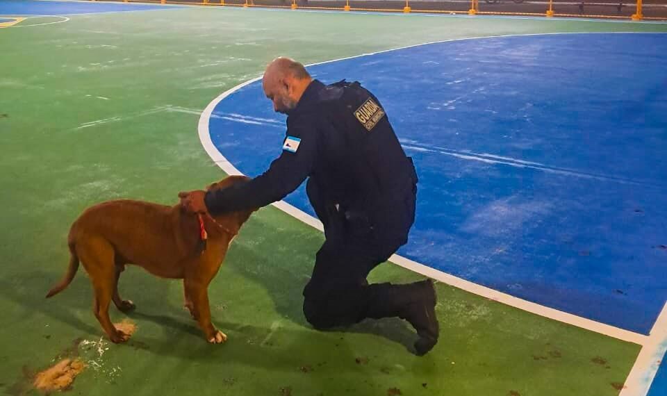 Guarda Municipal resgata pit bull em situação de maus-tratos em Pontal do Sul