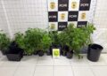Duas mulheres são presas com 49 pés de maconha em estufa no balneário de Ipacaraí