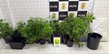Duas mulheres são presas com 49 pés de maconha em estufa no balneário de Ipacaraí