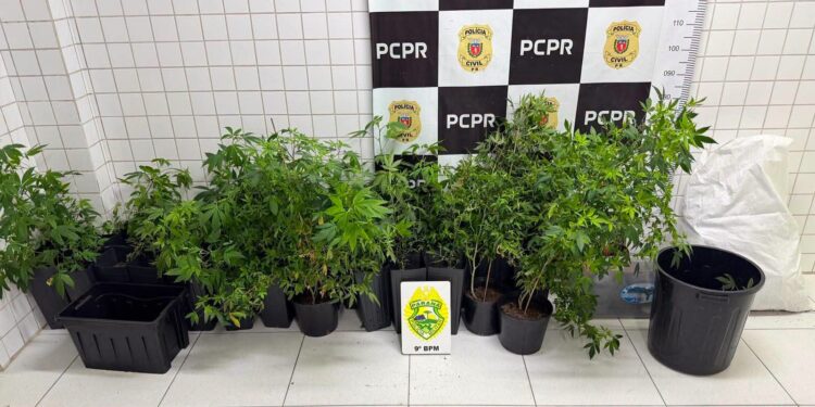 Duas mulheres são presas com 49 pés de maconha em estufa no balneário de Ipacaraí
