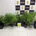 Duas mulheres são presas com 49 pés de maconha em estufa no balneário de Ipacaraí