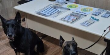 Cães farejadores ajudam PM a localizar mais de 300 gramas de maconha em Pontal do Paraná