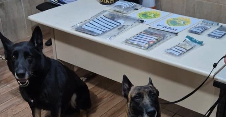 Cães farejadores ajudam PM a localizar mais de 300 gramas de maconha em Pontal do Paraná