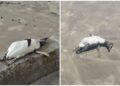 Pinguins-de-Magalhães são encontrados mortos em praias do litoral do Paraná