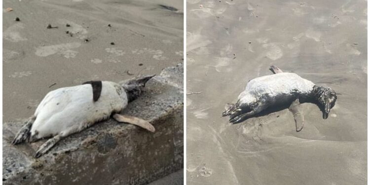 Pinguins-de-Magalhães são encontrados mortos em praias do litoral do Paraná